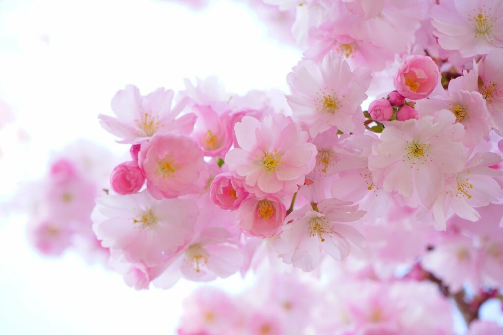rosa Kirschblüte japanisch Einzigartige Pflanzenvielfalt in asiatischen Gefilden