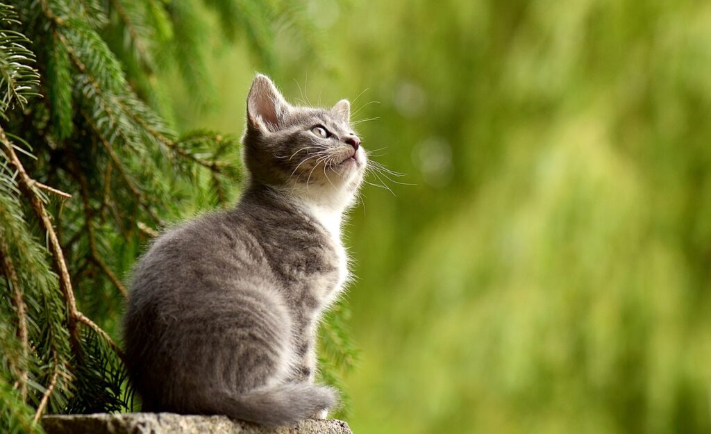 Katze blickt glücklich in den Himmel Aufbruchsstimmung Reisen mit Katze Tipps und Tricks!