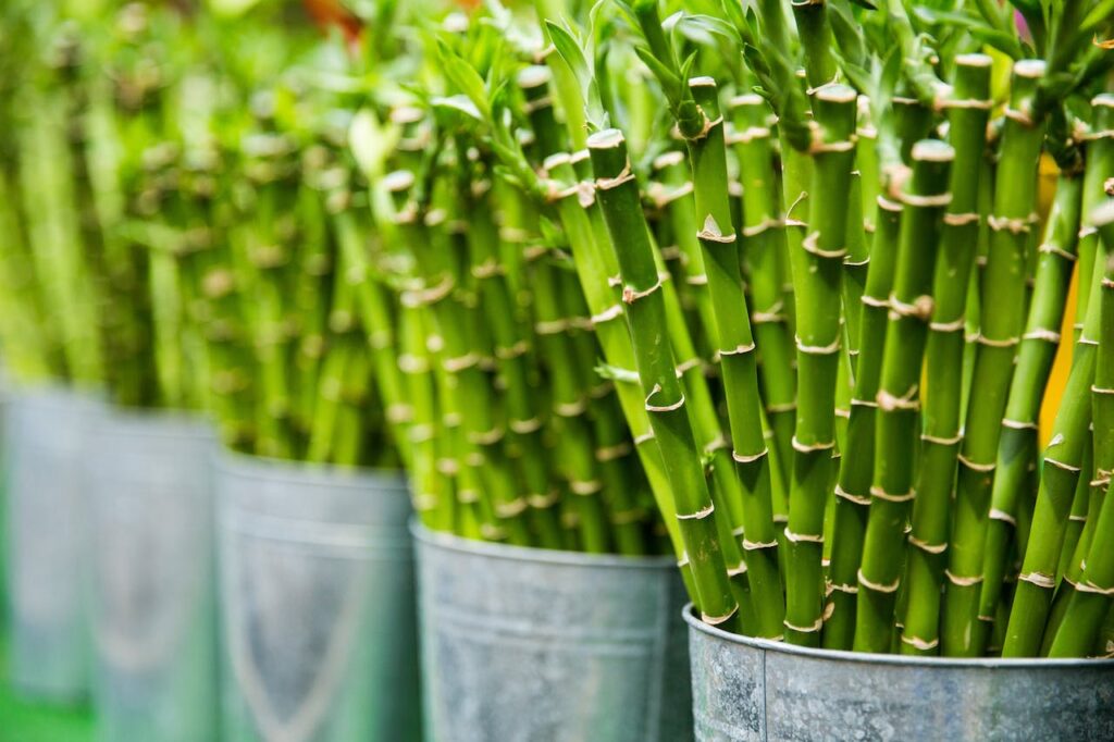 Bambus in Eimern gelagert Bambus – ein Alleskönner in Sachen Nachhaltigkeit