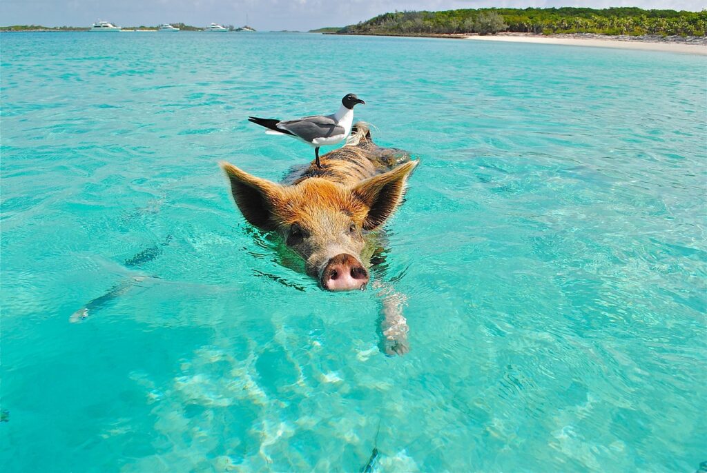 Bahamas Schwein schwimmen Meer Vogel Kopf Warum die Bahamas eines der beliebtesten Reiseziele sind