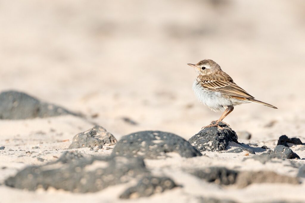 kleiner Vogel am Strand Tipps für den ersten Fuerteventura-Urlaub Sonne, Sand und unvergessliche Erlebnisse