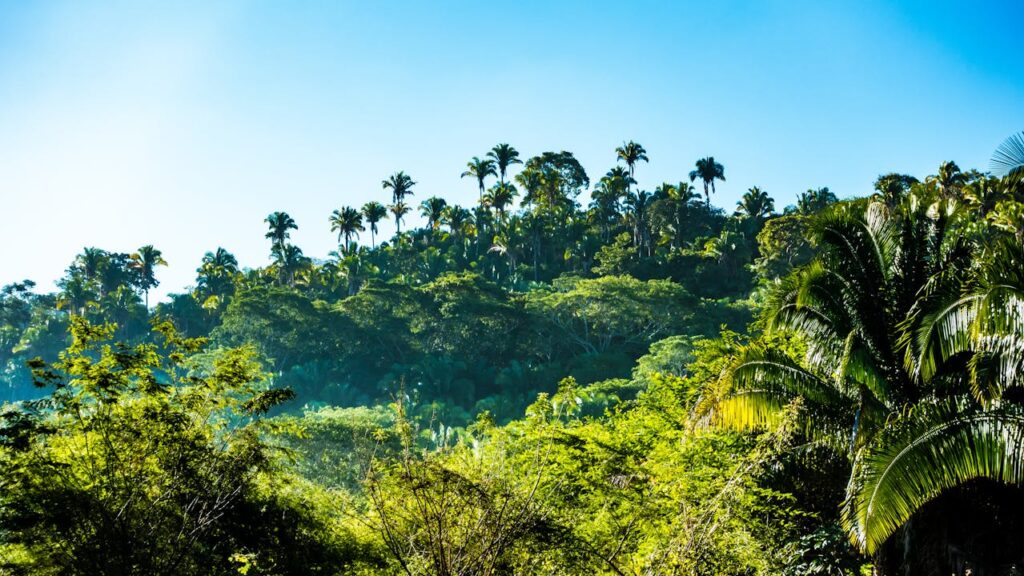 Dschungel Natur Pflanzen Kratom und andere Länder – Eine Pflanze zwischen Tradition und Globalisierung
